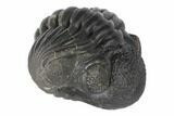 Wide, Enrolled Pedinopariops Trilobite - Mrakib, Morocco #125106-4